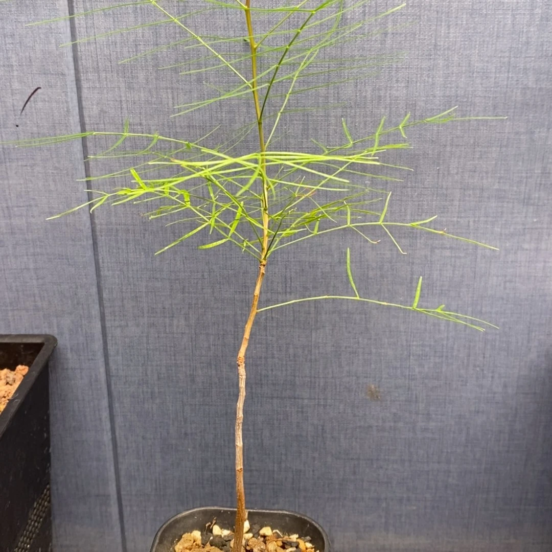 帕卡裂榄实生橄榄