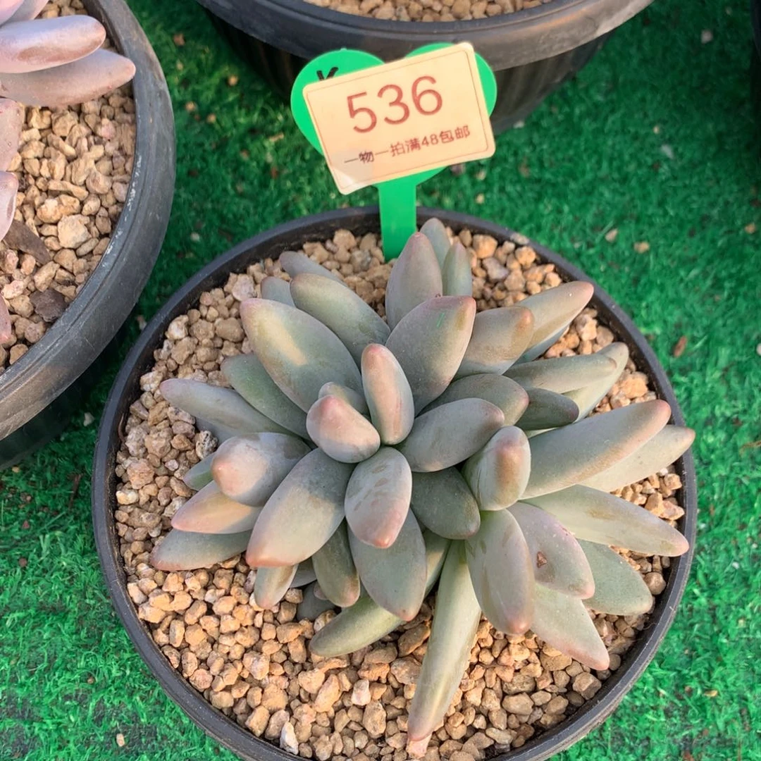 开***心企鹅无砍平头寄养536