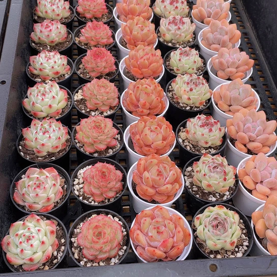 量拍82号 精美组合多肉单头5个