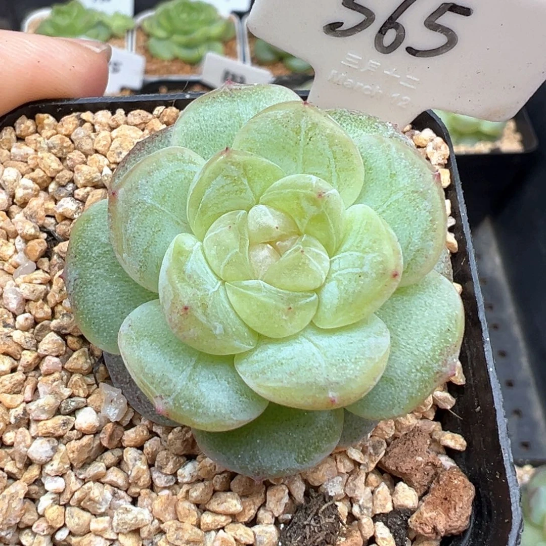 565号风花雪月系列仙音