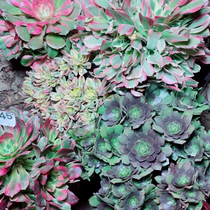 多肉植物组合245