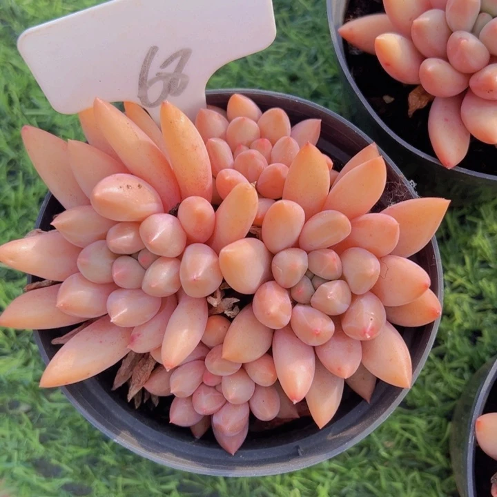 健健康康平平安安