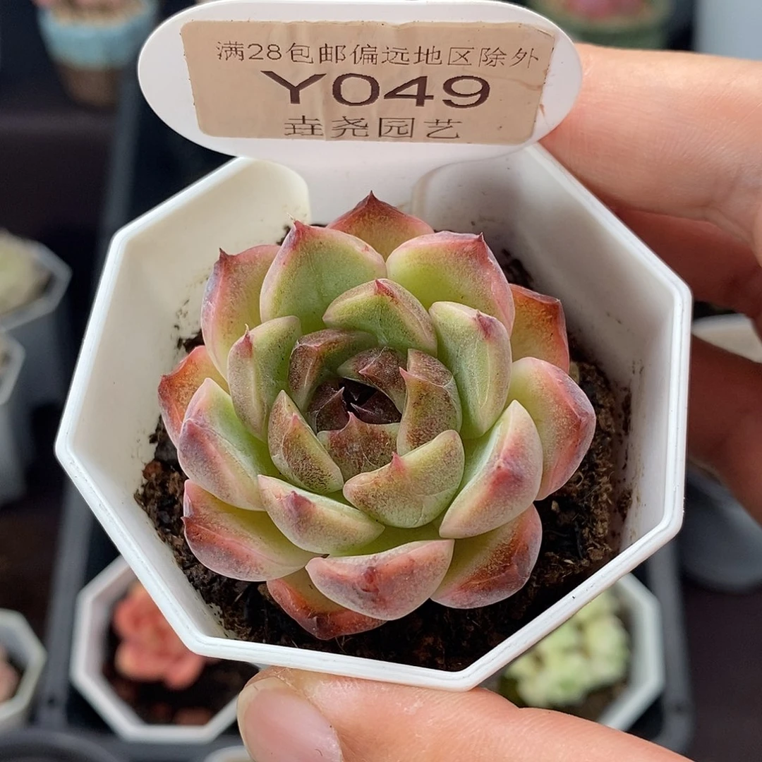 0049 黑水晶 4.5cm