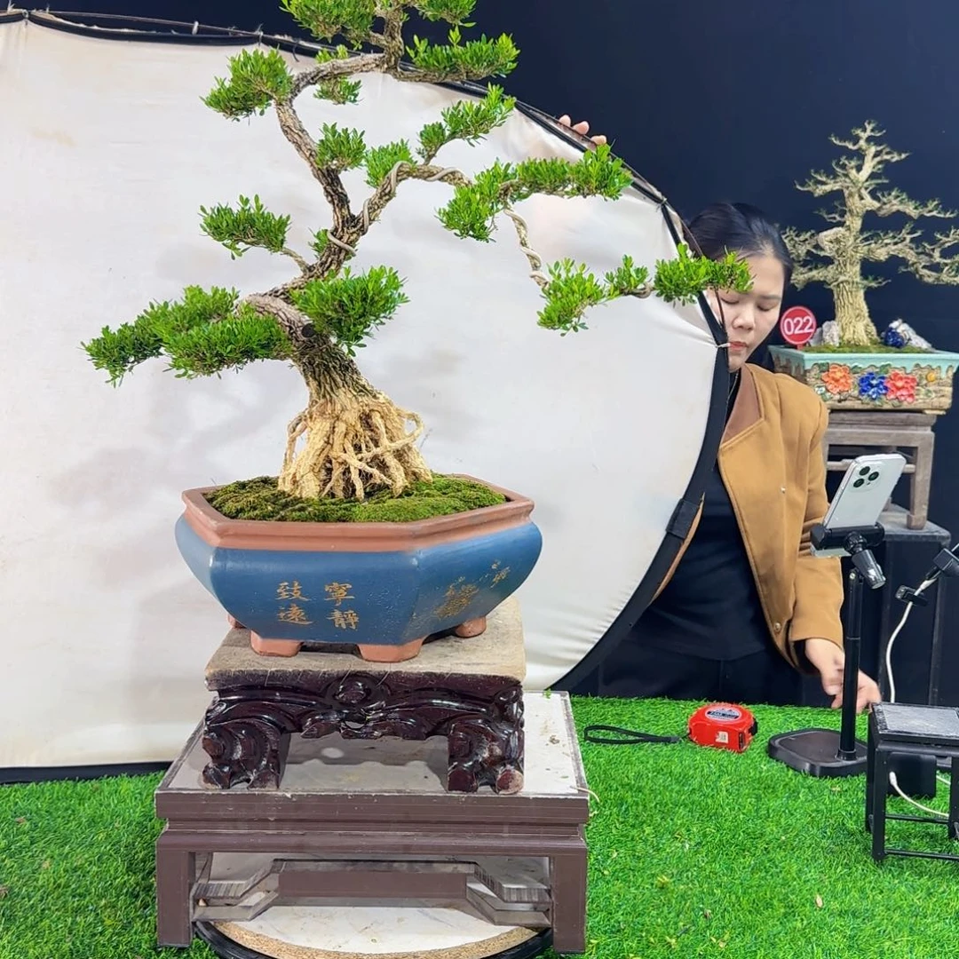 当前无花朵，栽培后可花朵