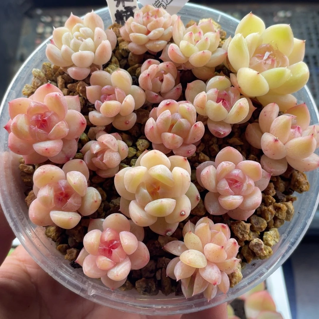 水果糖一物一拍010…