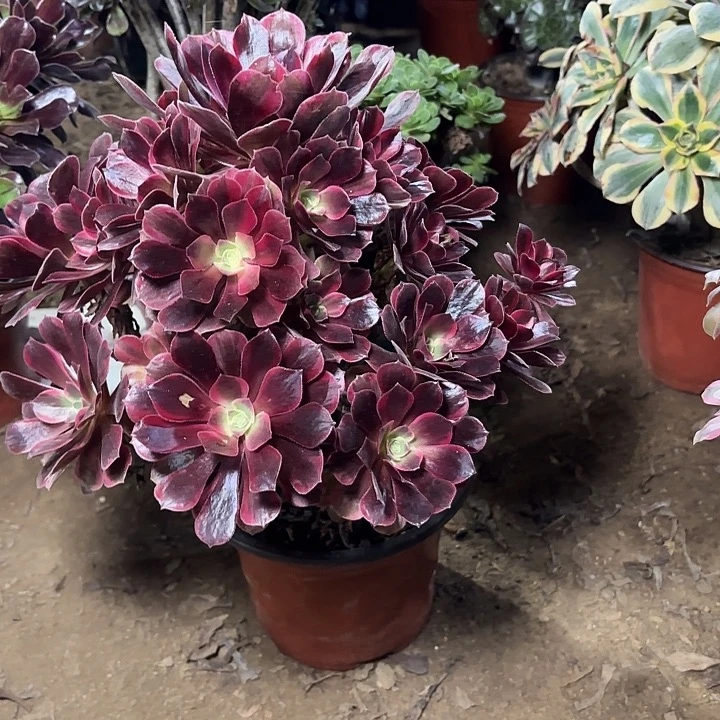 多肉植物法师凤冠80