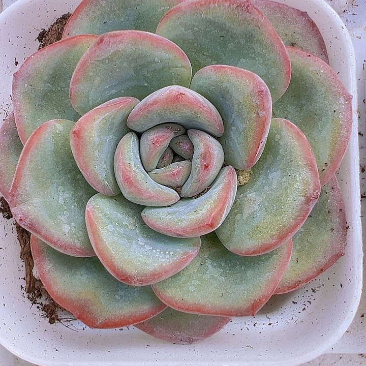 奶油泡芙多肉19包邮