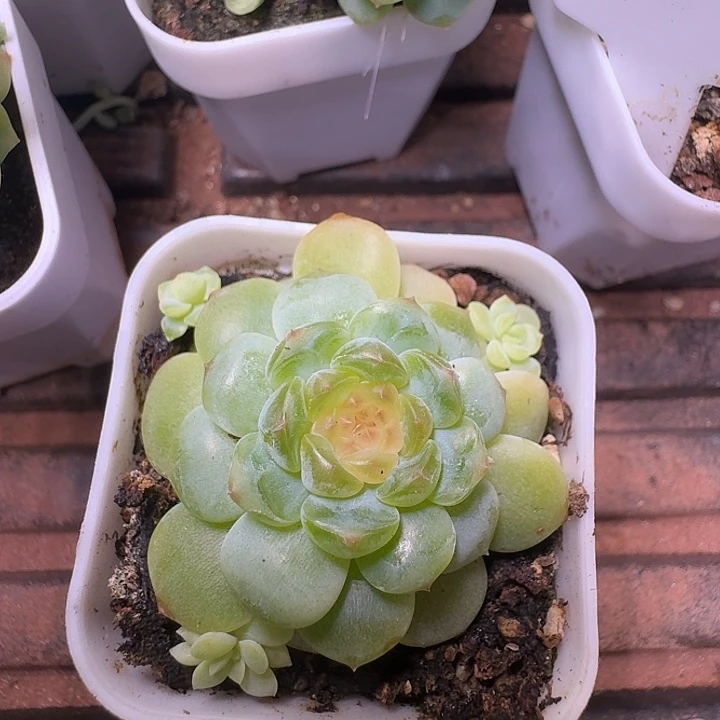西米露开播福利朵朵