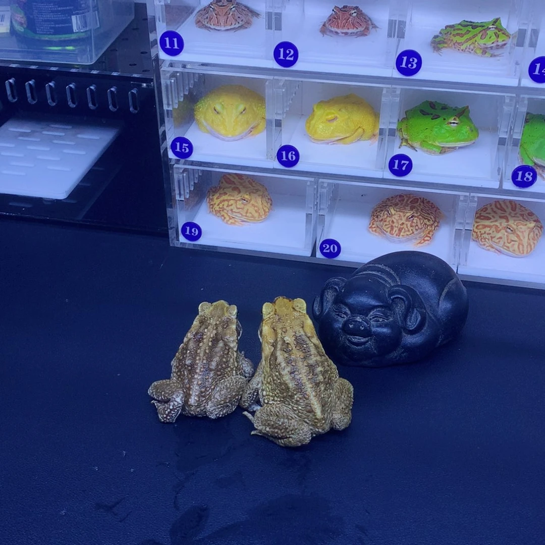 角蛙水陆画一只可爱小女孩