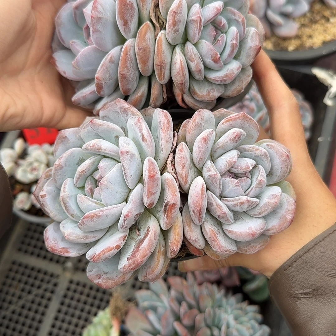 两颗星影一物一拍