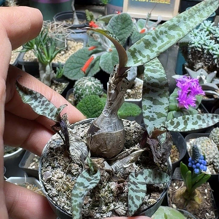 312油点百合带盆发货