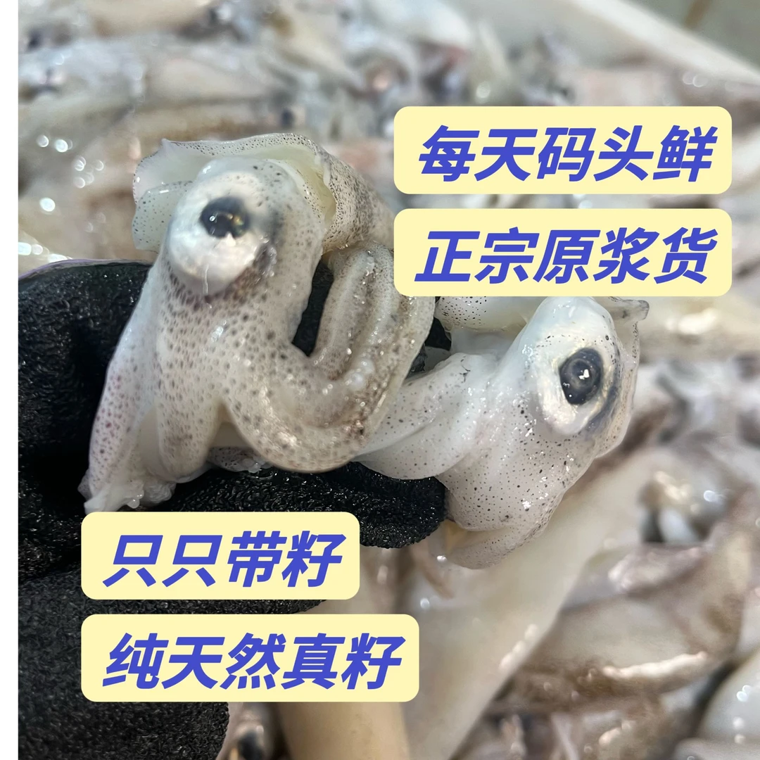 *全籽海兔纯天然真籽笔管鱼码头鲜货只只带籽3盒3斤