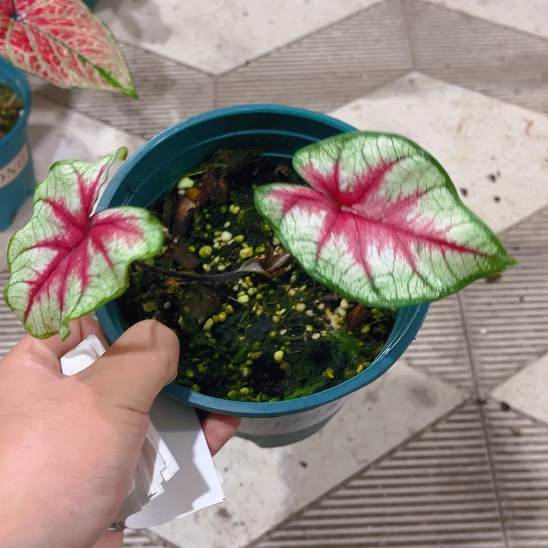 完全开放9043泰彩