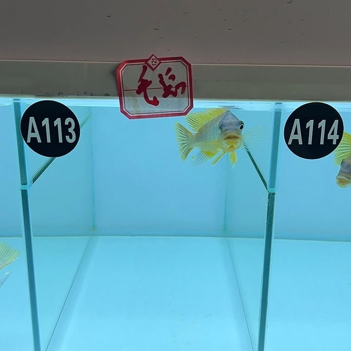 海水鱼1111111111111111