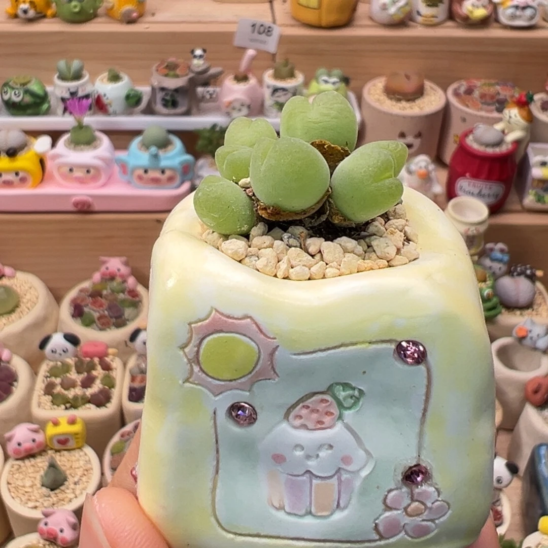 学***=多肉植物133号种高尔夫