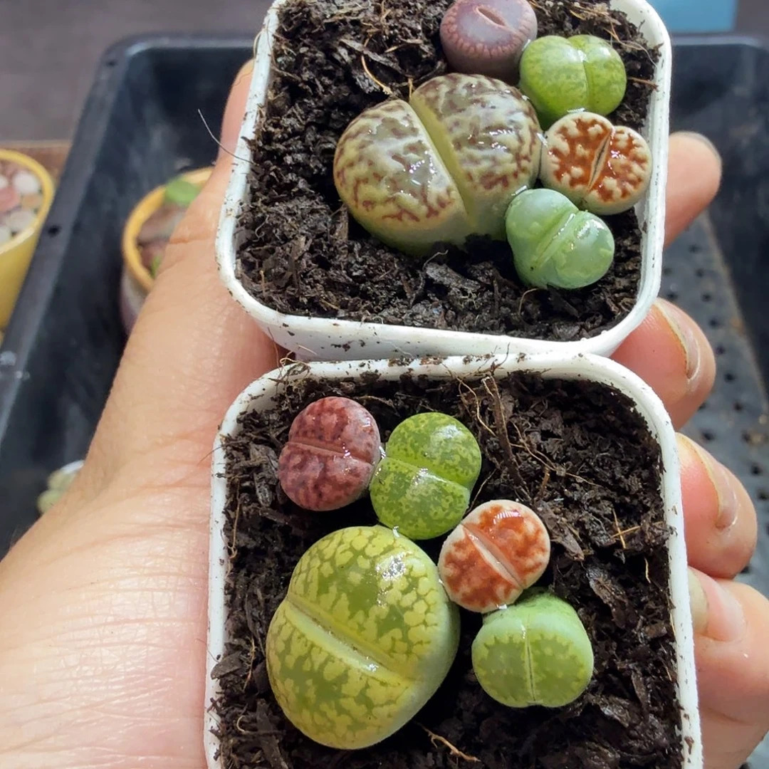 王***东多肉植物和野生植物245