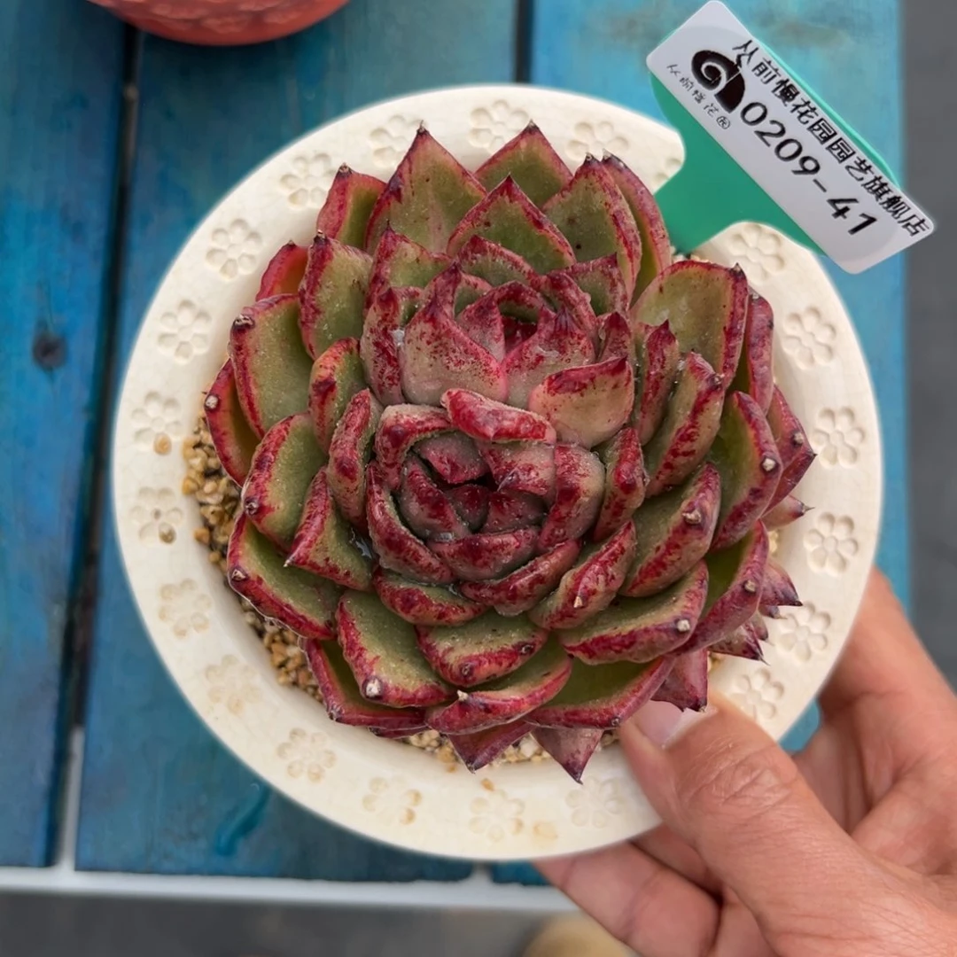 多肉一物一拍0209-41
