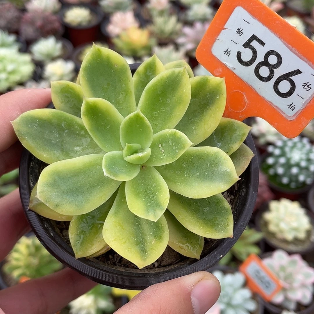 金辉锦586号多肉植物