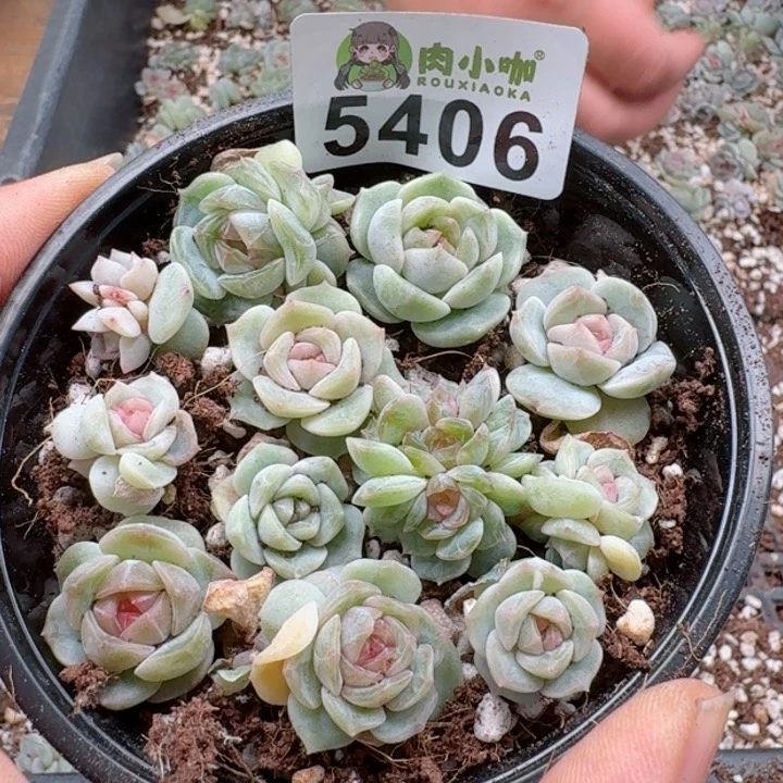 多肉植物多肉植物