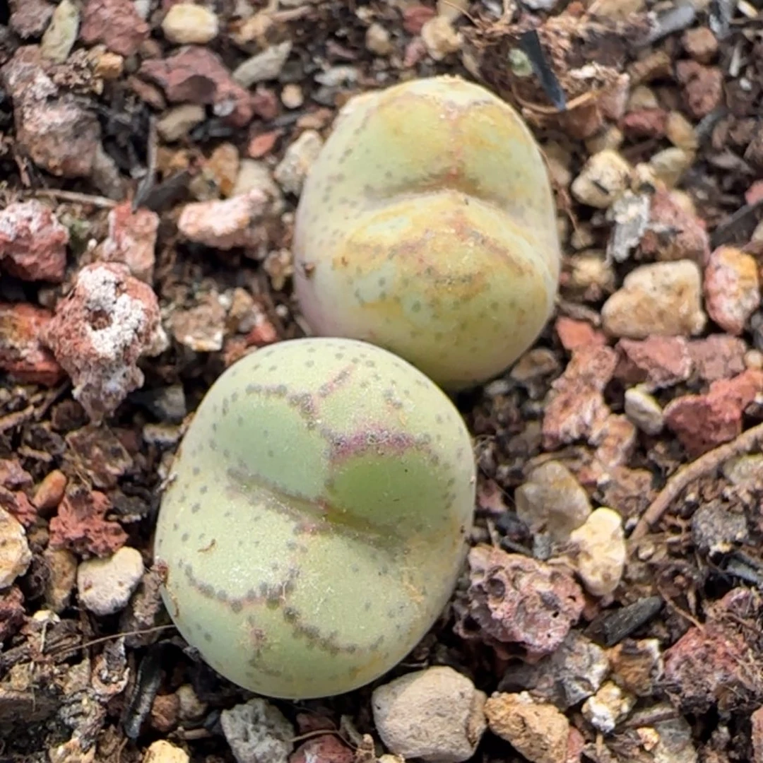 6-1-11-6当天满38包邮猴脸脱土