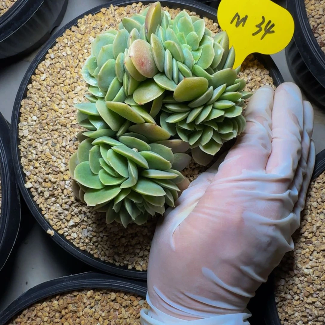 m m m m m m m 34