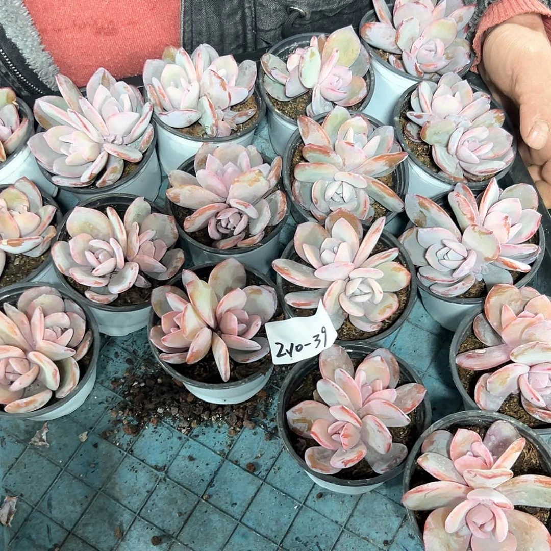 210-3双头小奶茶随机多肉