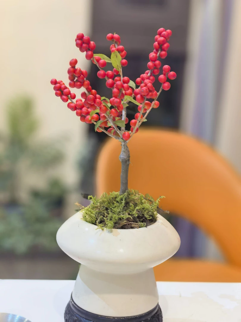 年宵花  北美冬青盆栽 耐寒耐热  直播间一物一拍专属链接