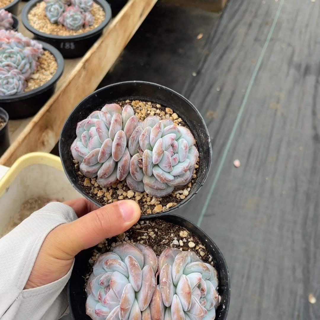 一物一拍不支持退换