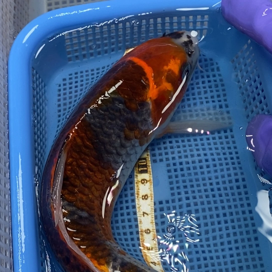 锦鲤冷水锦鲤包邮