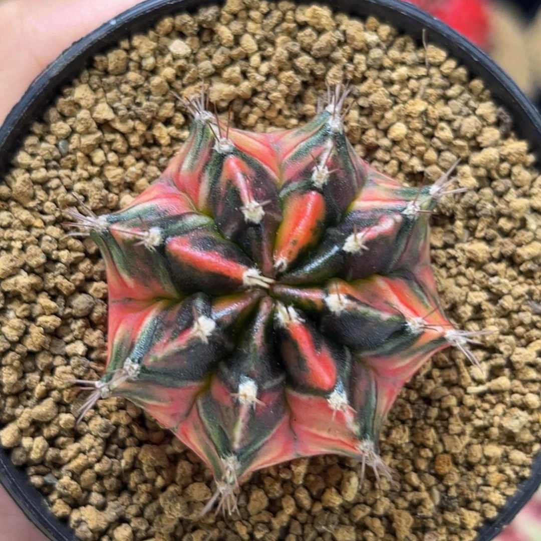 火烈鸟 米哈仙人球