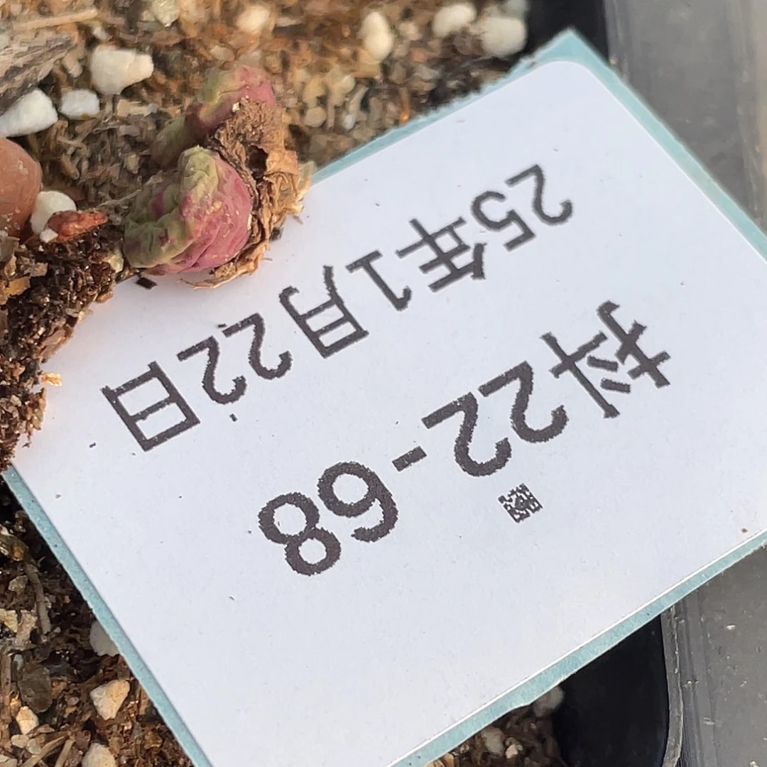 小*22-68肉锥多肉植物