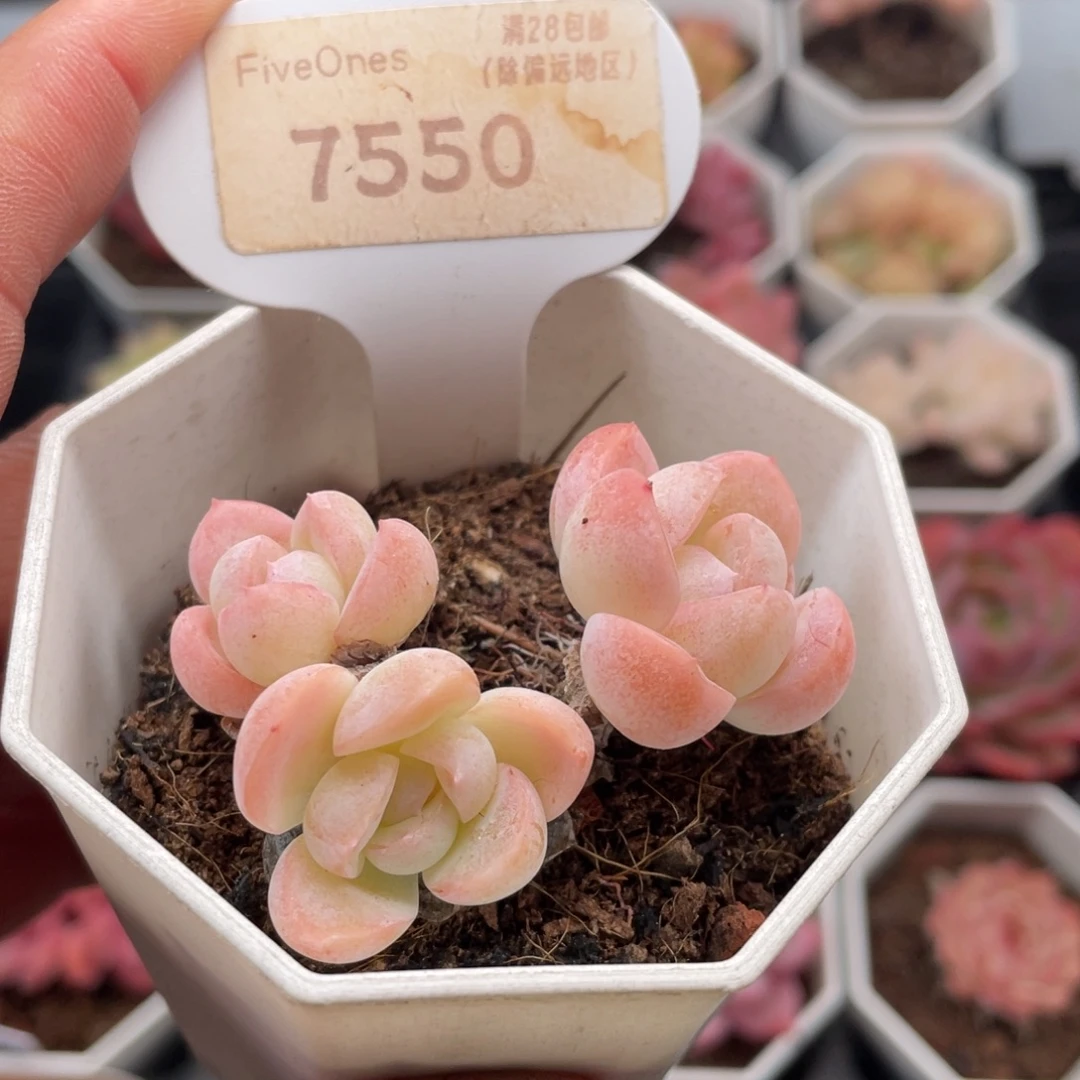 雪媚娘7550-5.0厘米