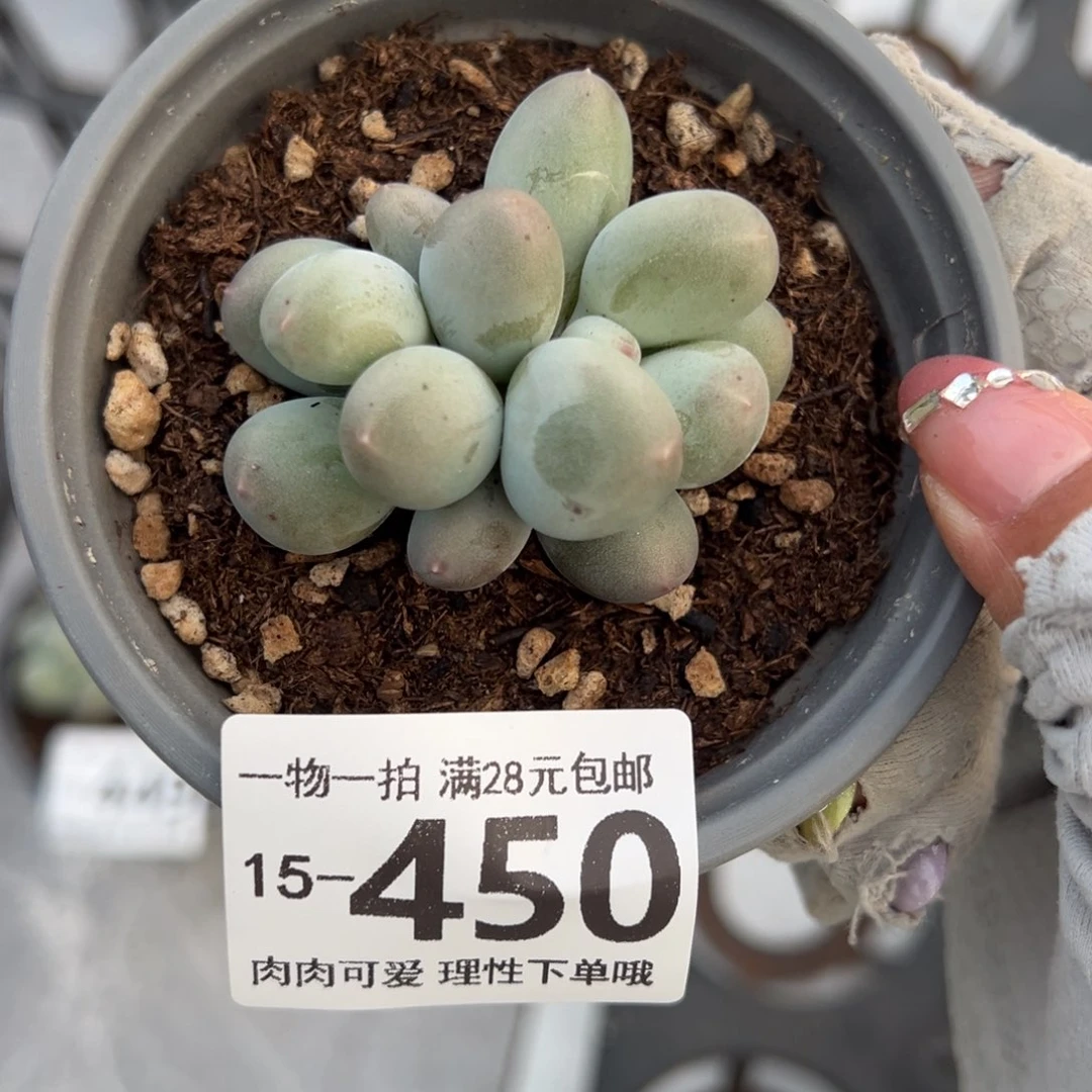 米可奶多肉多肉多肉多肉多肉