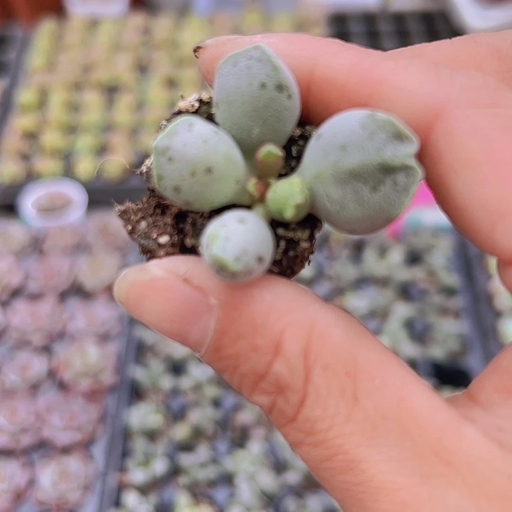 穴盘海豹3颗19包邮多肉