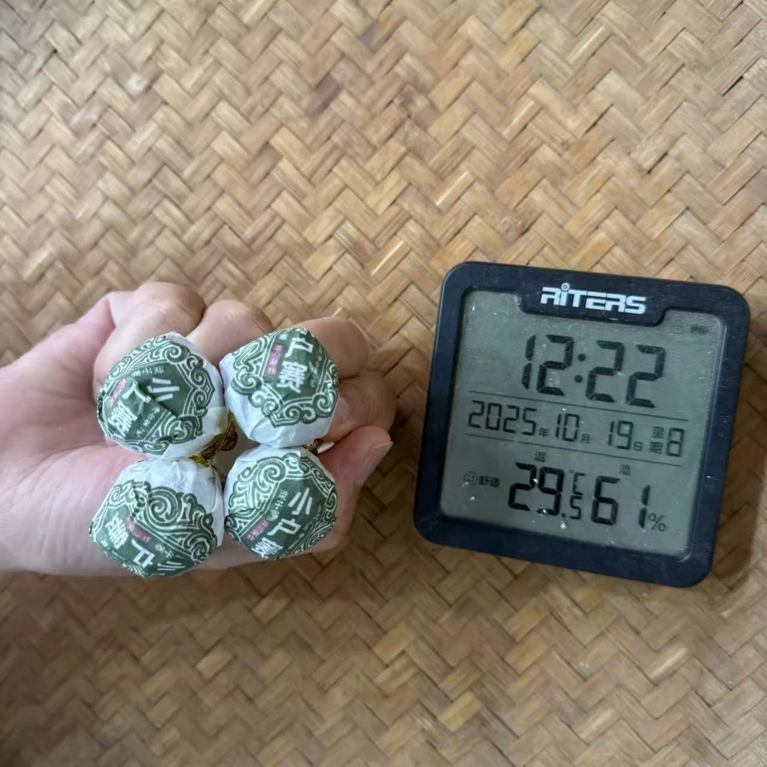 2022年小户赛梁子寨茶仙单株普洱生茶龙珠Y143号10月19日