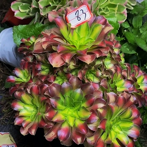 韶华老桩捧花83号