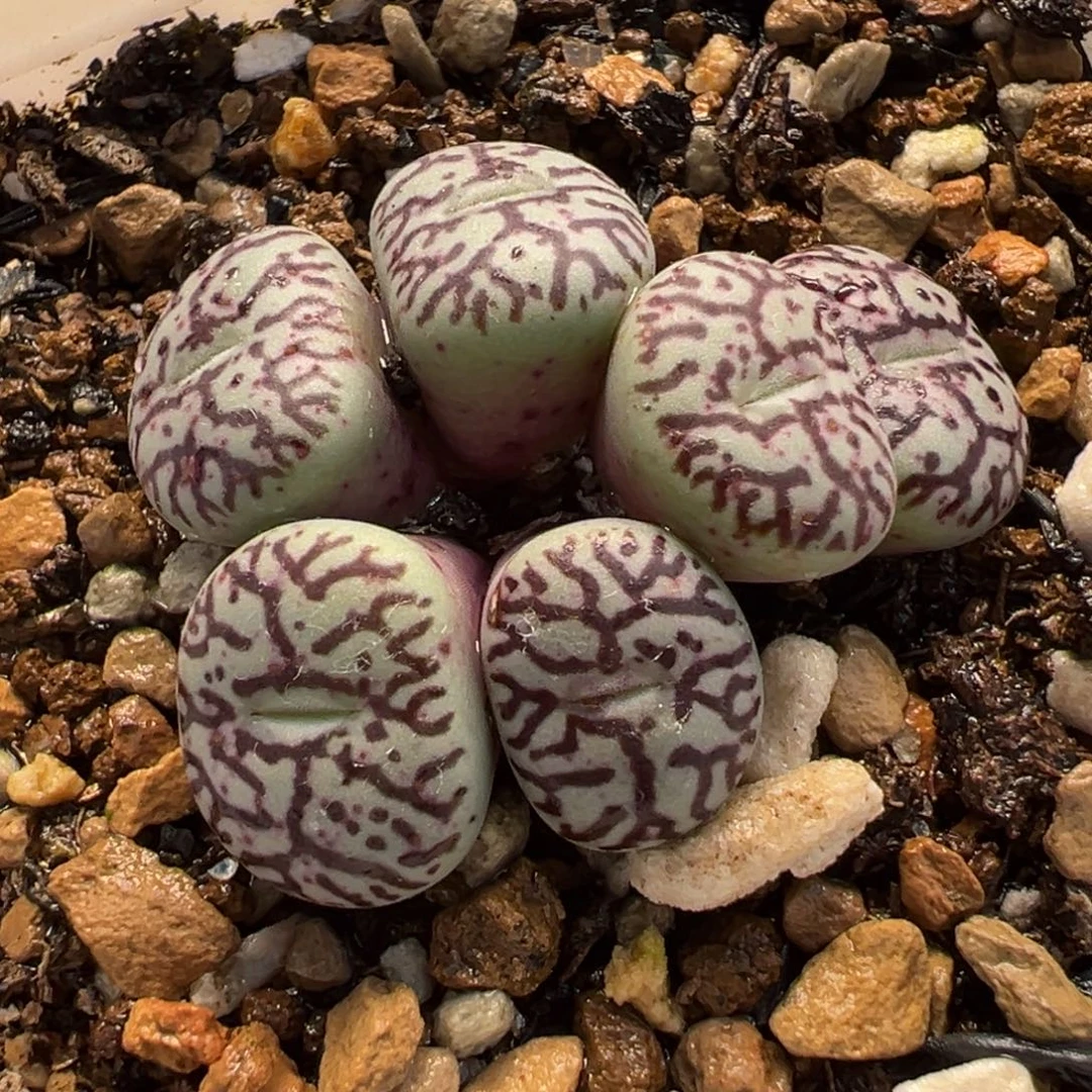 874多肉植物种类多样
