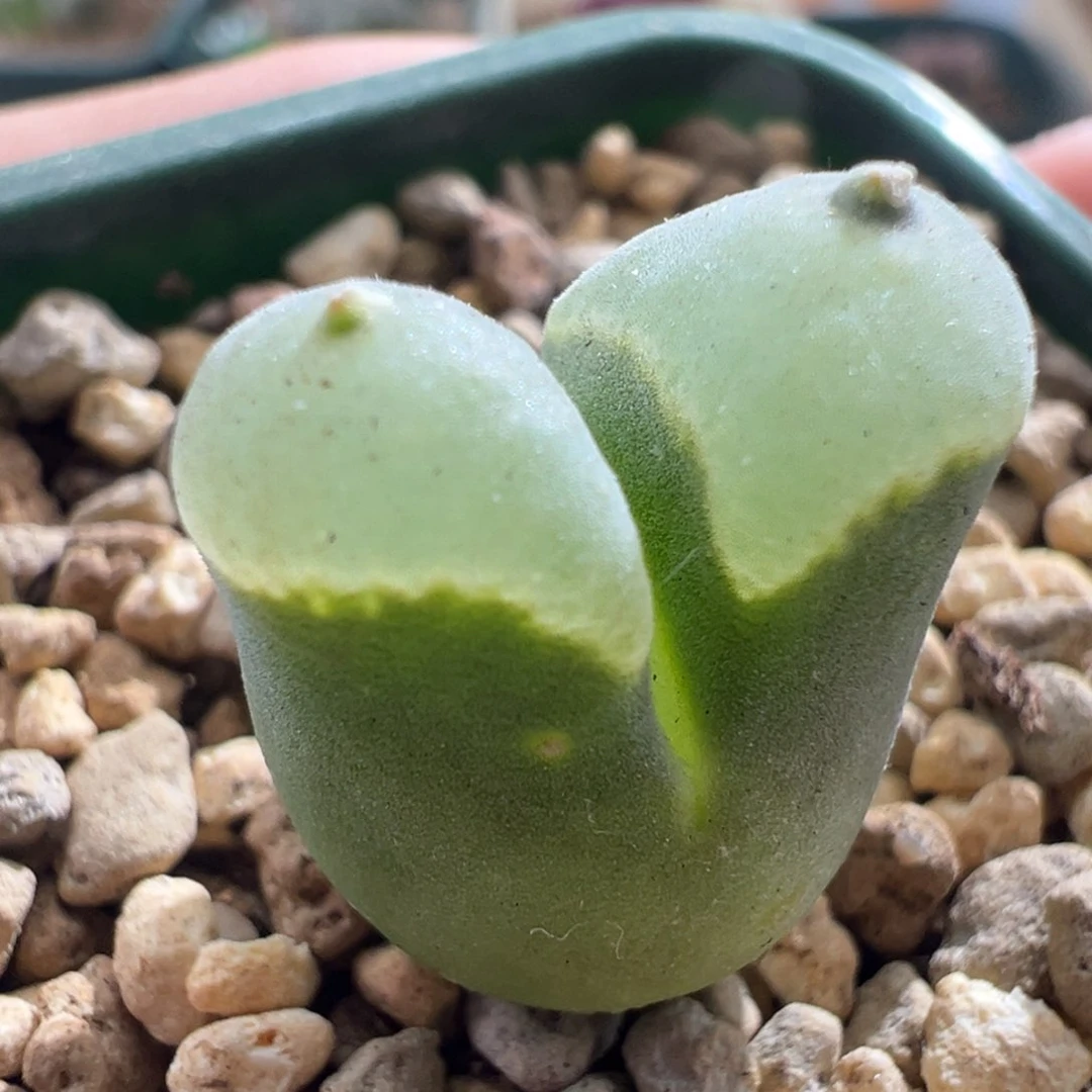 丁*694/2151。 恶魔炸炸福利