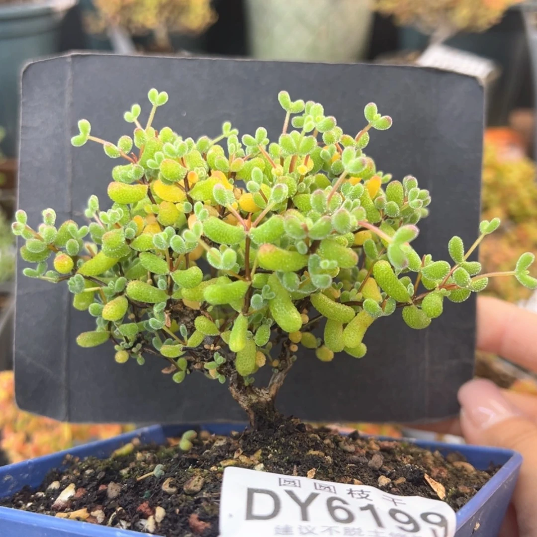 【闪购商品】dy6199翡翠冠幅9cm