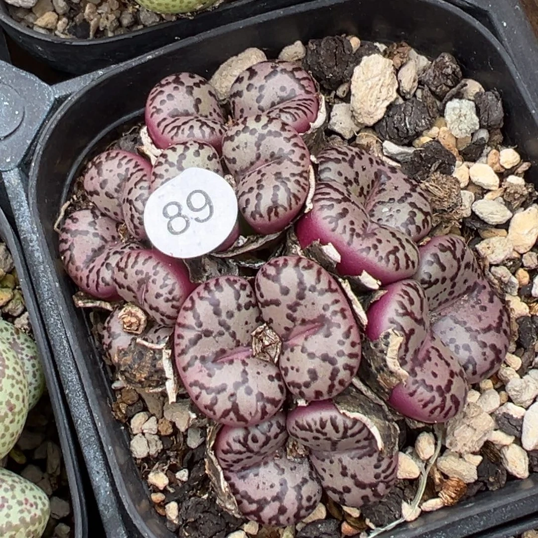 多肉植物111111111111111