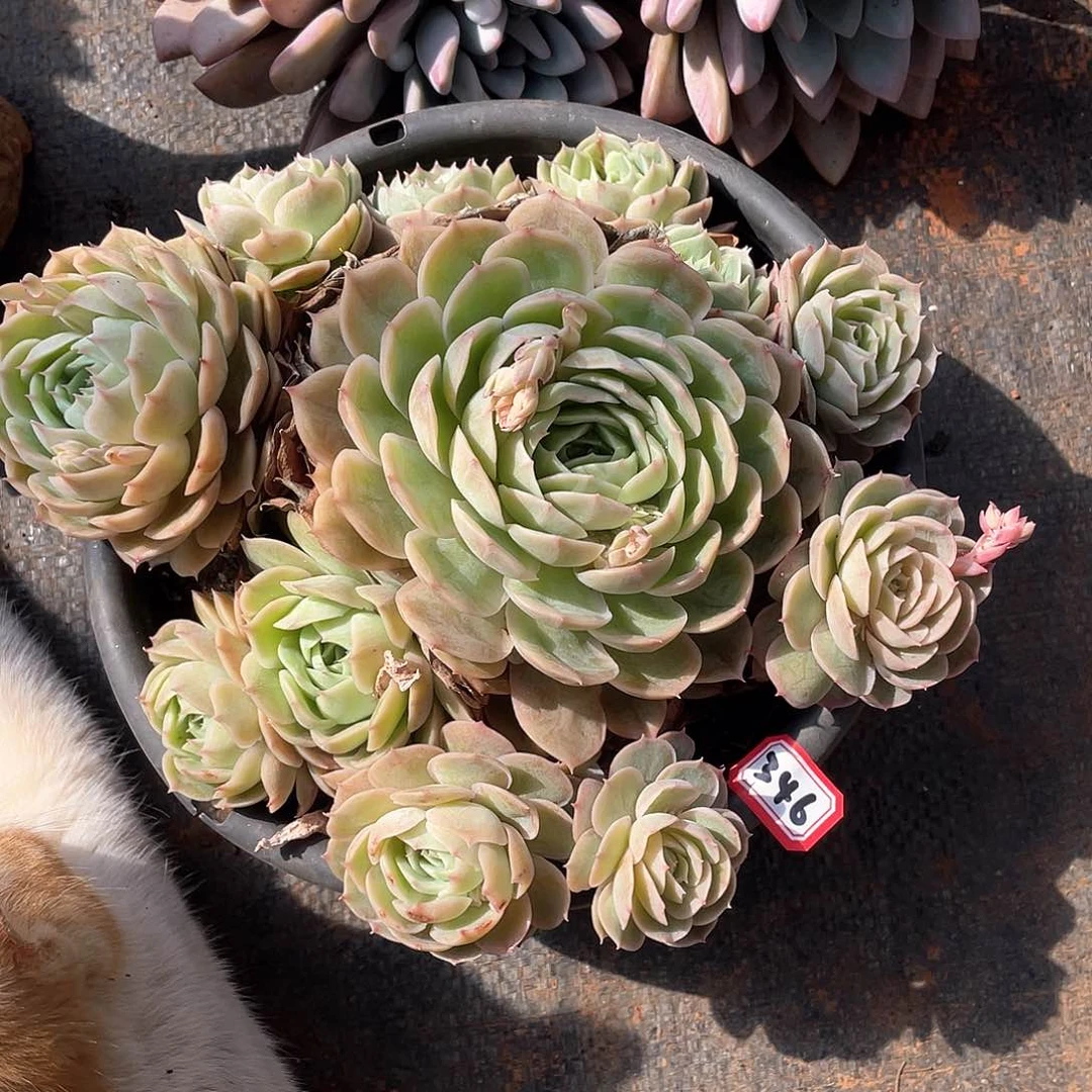 346安斯诺 一物一拍多肉