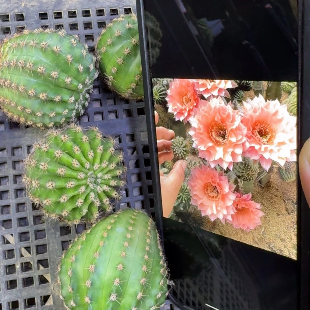 39彩草王妃歪4公分左右无根侧牙，20包邮