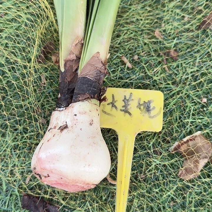 达芙妮残次不售后