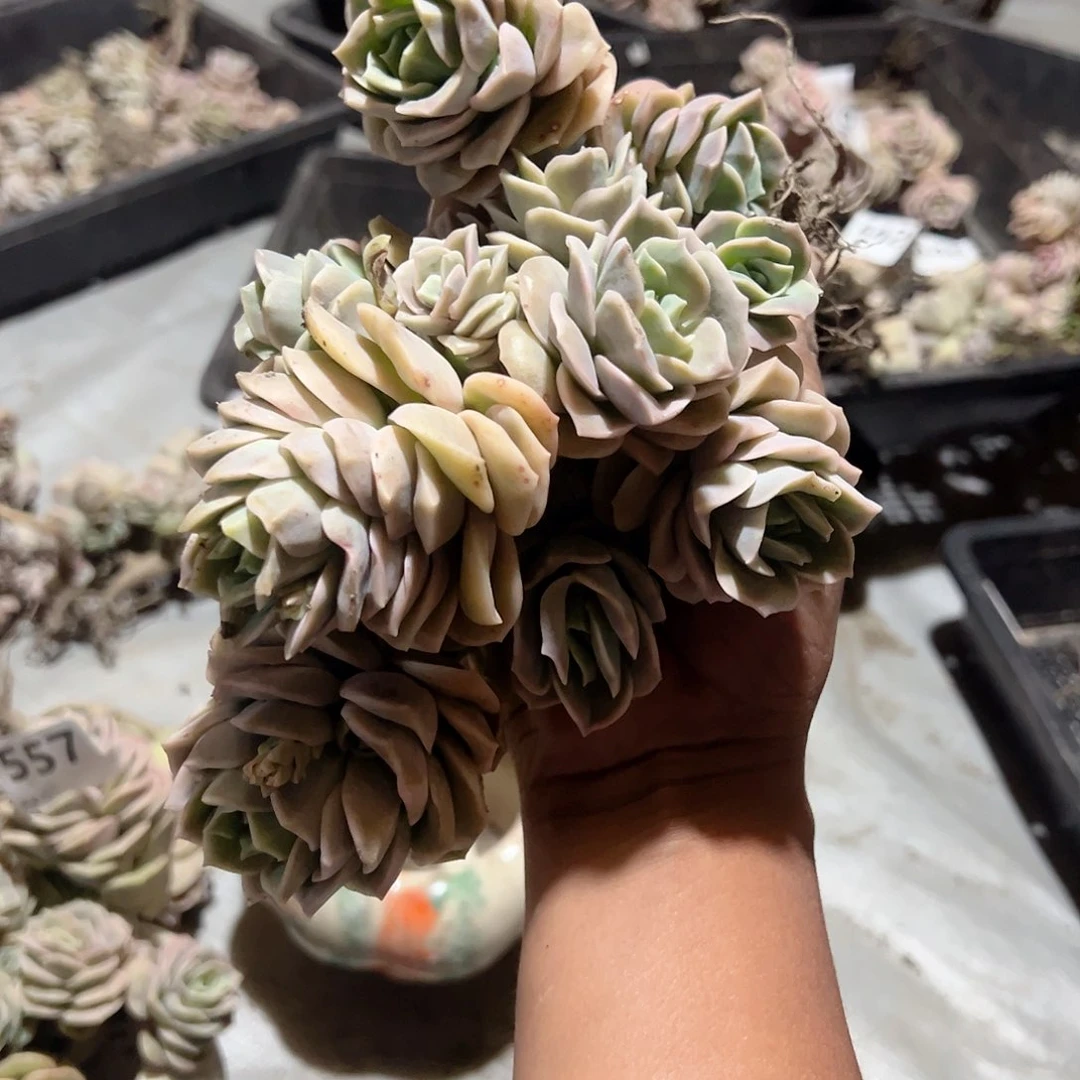 人**态558可爱玫瑰可爱