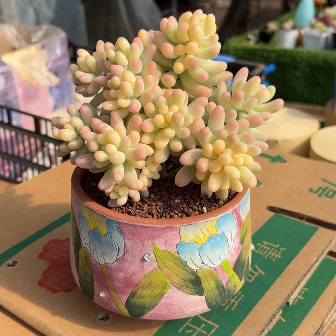 乙女心锦一物一拍