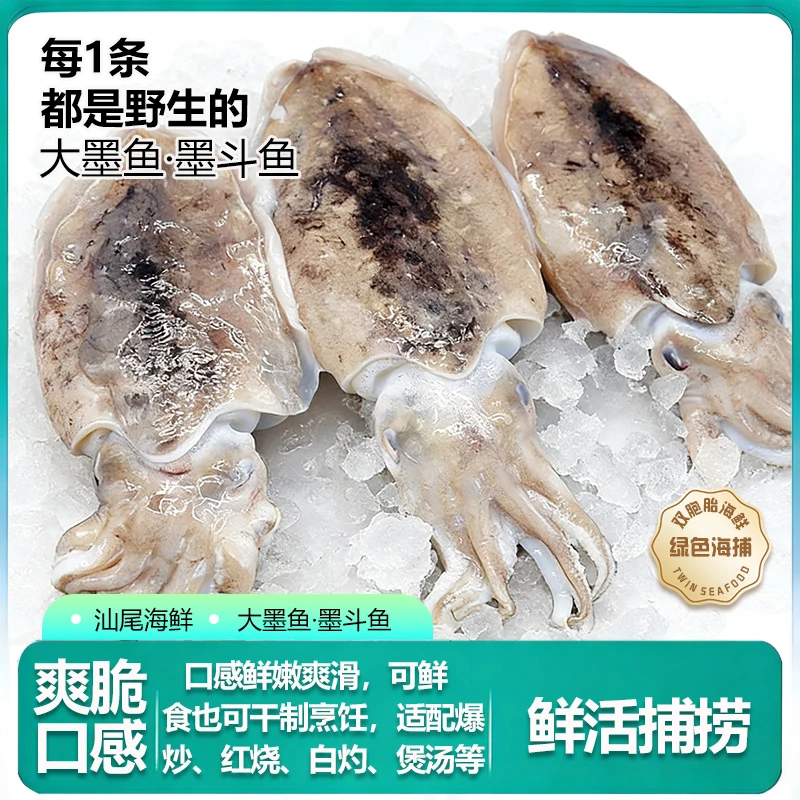 【大墨鱼】汕尾本港海捕大墨鱼 墨斗鱼新鲜乌贼鱼大目鱼