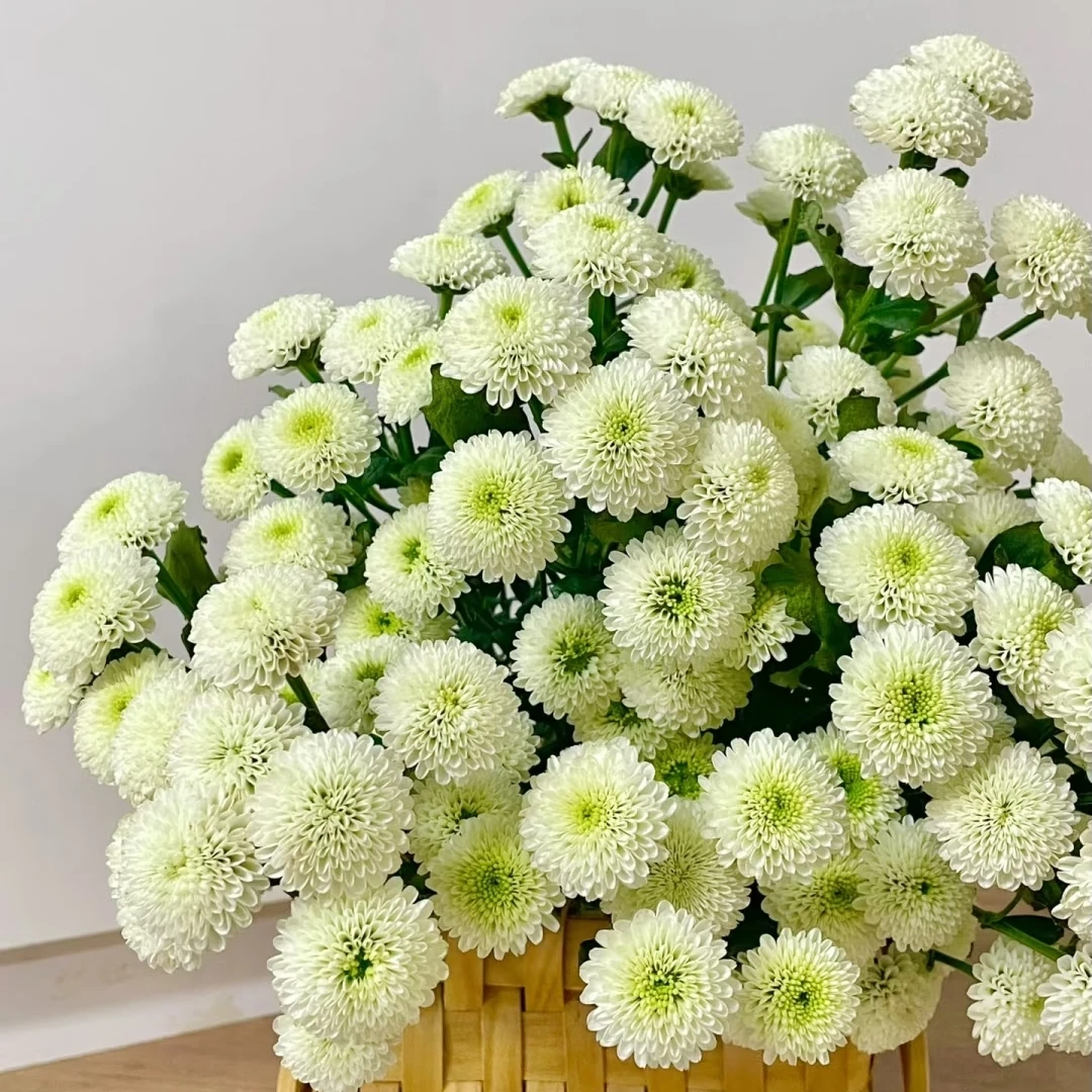 科隆香水小雏菊10枝,昆明斗南顺丰直发