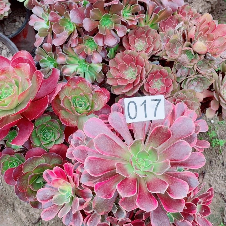 多肉植物组合017