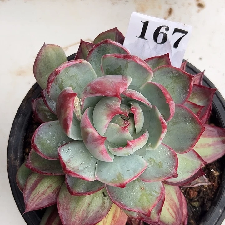 惊鸿惊鸿惊鸿167叶展14默认裸根发货