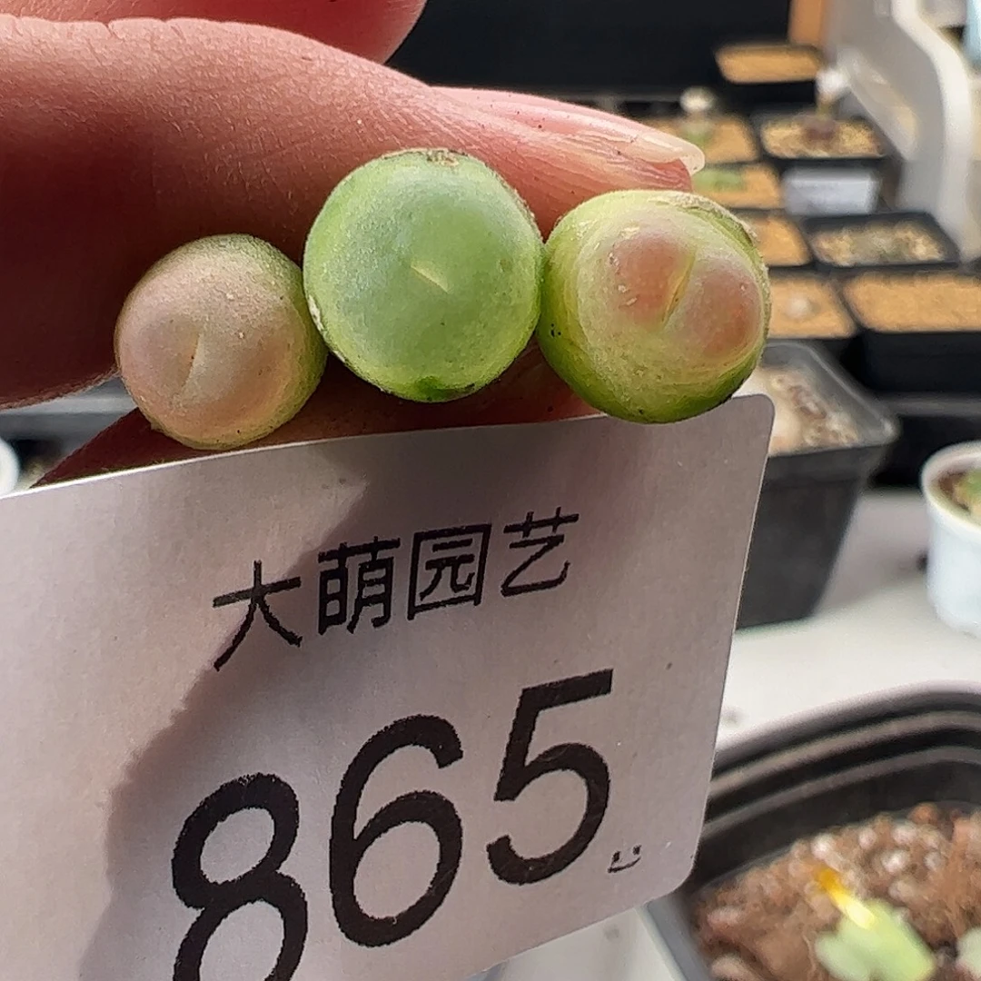 一物一拍有疤。  865